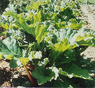 
The garden also produces lettuce and tomatoes.
